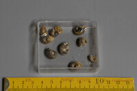 F 02090
<br/>
<br/>
<em></em>